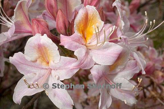 rhododendron occidentale cv myrts blush 4 graphic